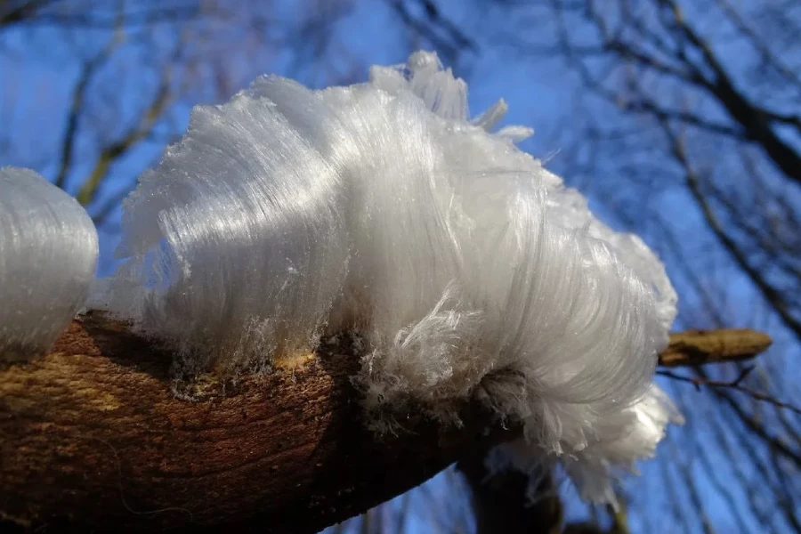 «ледяные волосы» (hair ice, ice wool) «ледяные волосы» (hair ice, ice wool)