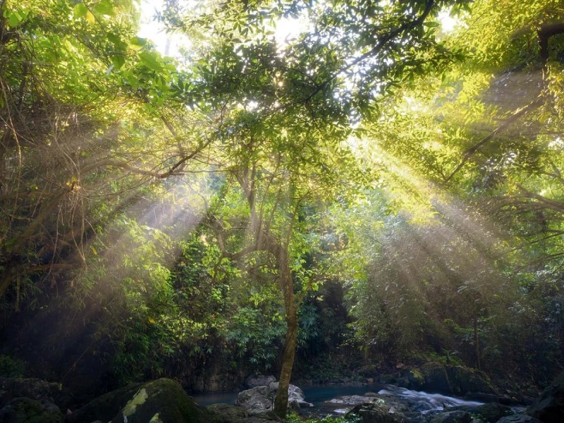 свет сквозь ветви деревьев экология